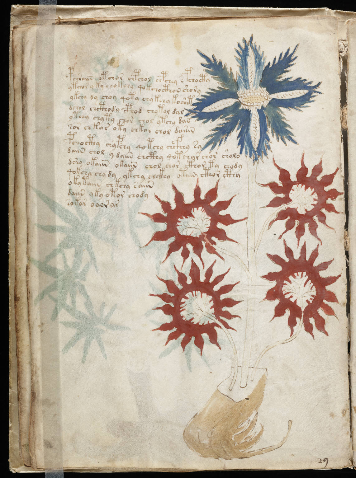 Voynich Manuscript 32 Voynich Manuscript 32