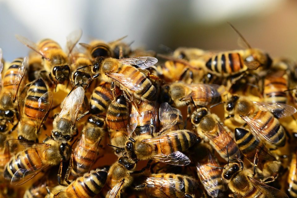 honey bees 326334 960 720