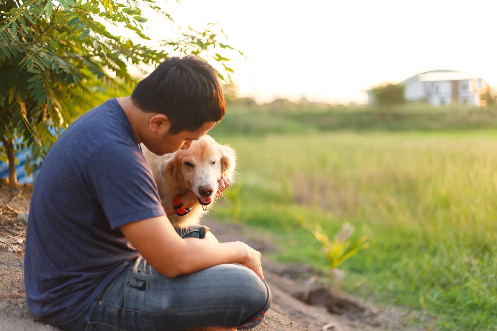 golden retriever scaled 1