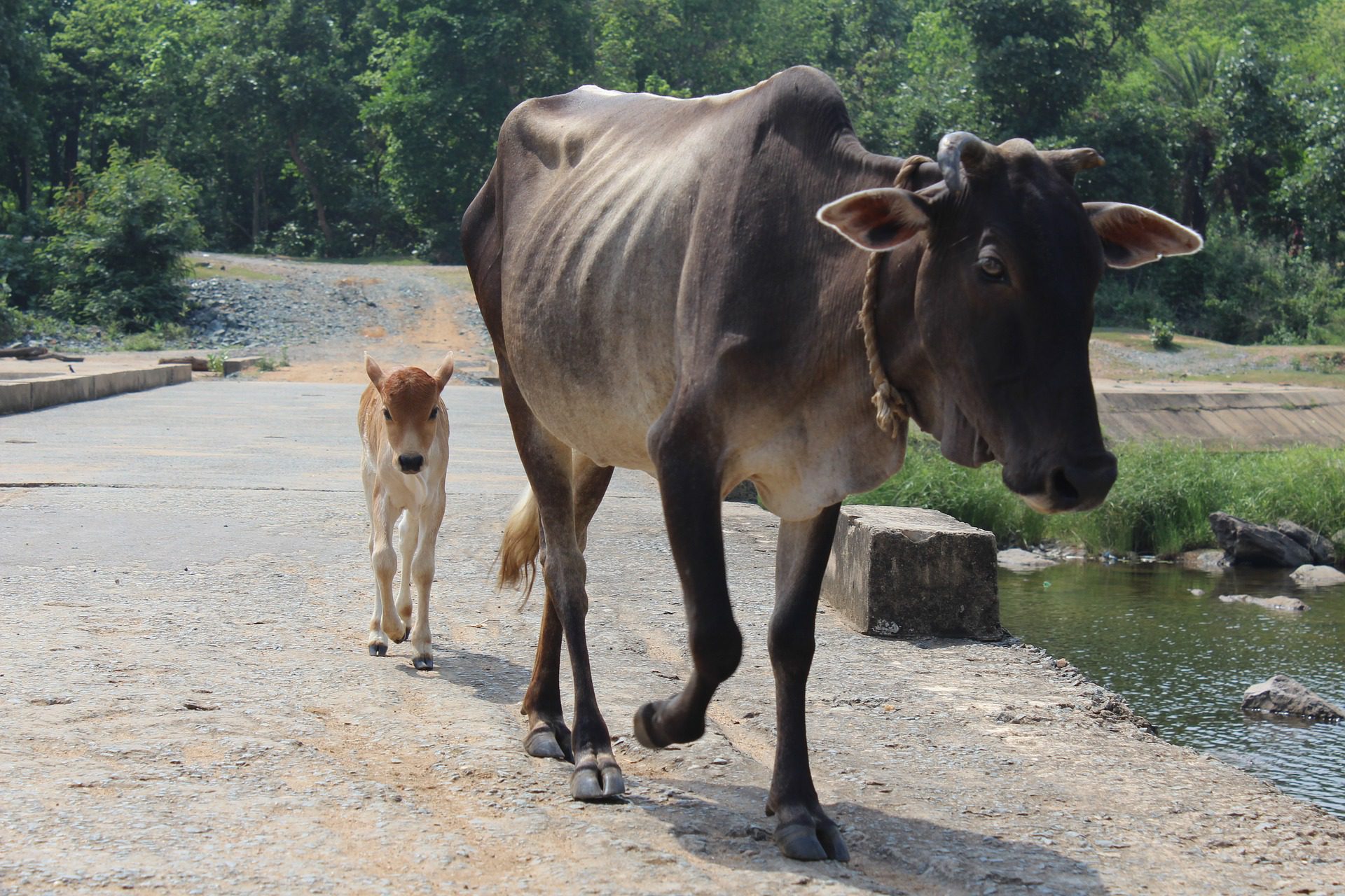 vaches Inde
