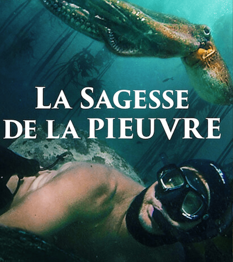 Sagesse de la Pieuvre » nous plonge dans l'univers d’un céphalopode