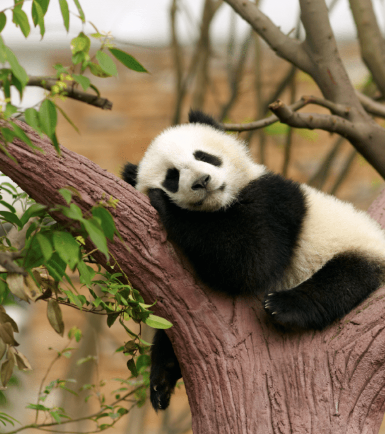 Les animaux, plus ils nous ressemblent plus on les aime