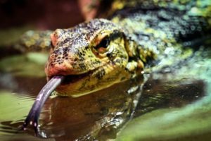 Shy – la femelle Varan malais – Lionel Bonaventure Varan malais