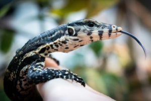 Un bébé varan malais quelques jours après sa naissance, Lionel Bonaventure varan malais