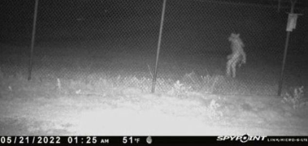 loup garou article loup garou article