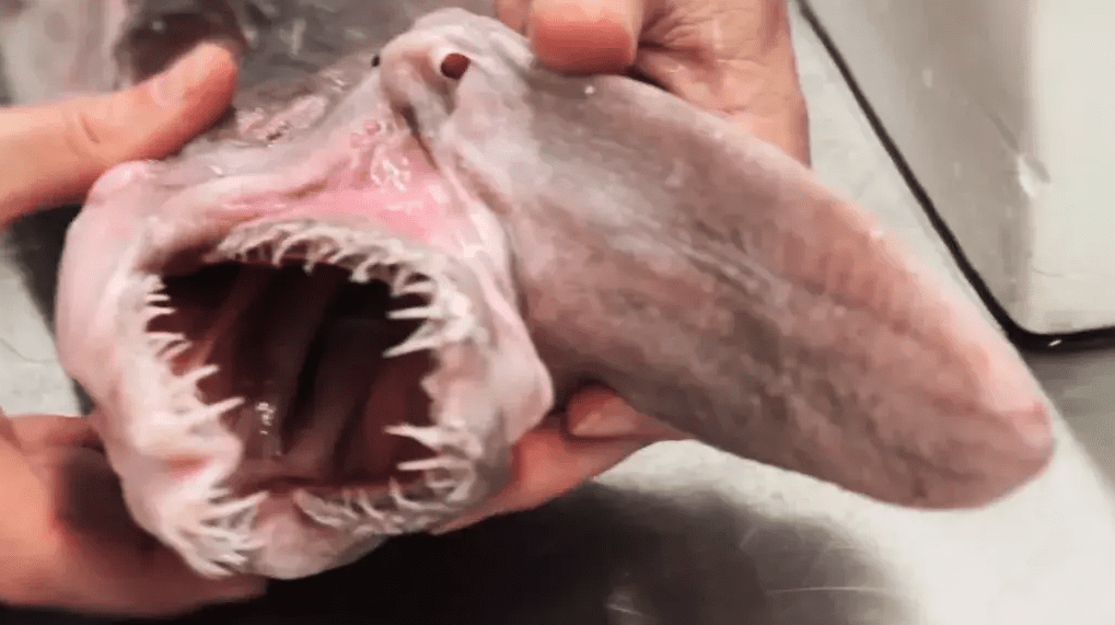 requin gobelin étrange requin gobelin étrange