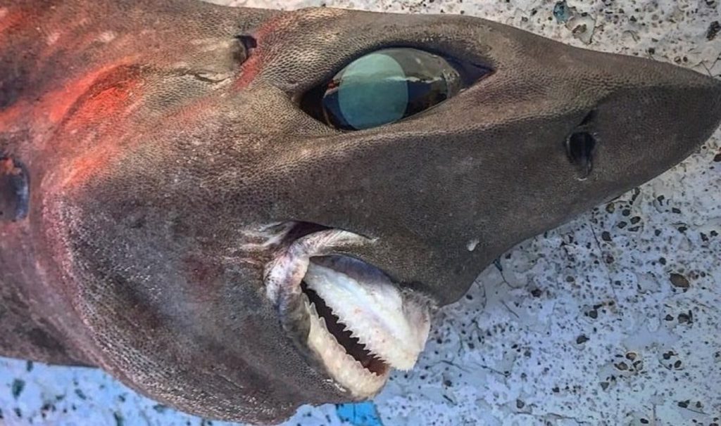 requin gobelin requin gobelin
