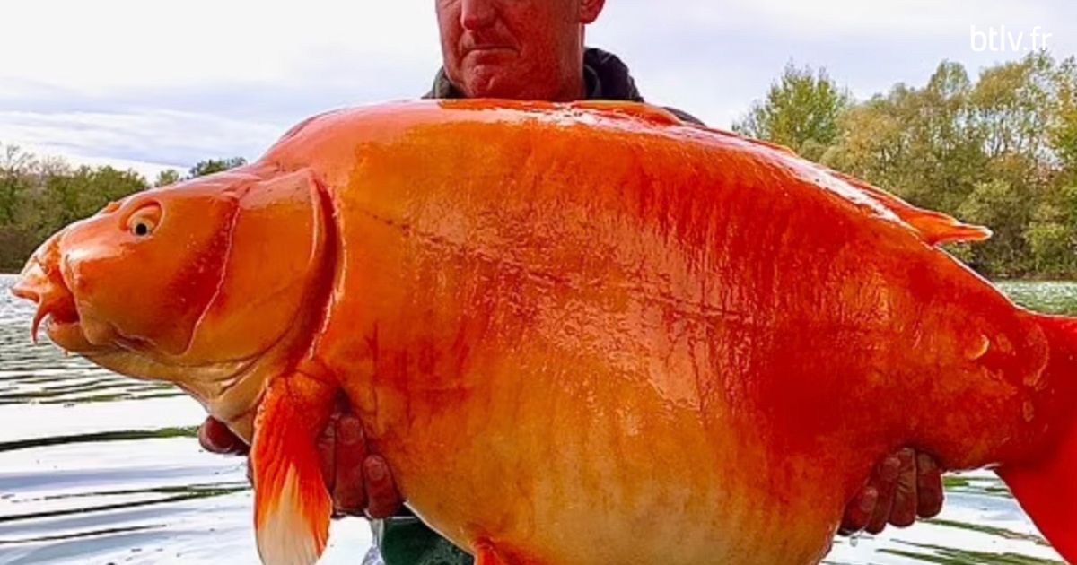 Le plus gros poisson rouge du monde de 30 kilos pêché en France - BTLV