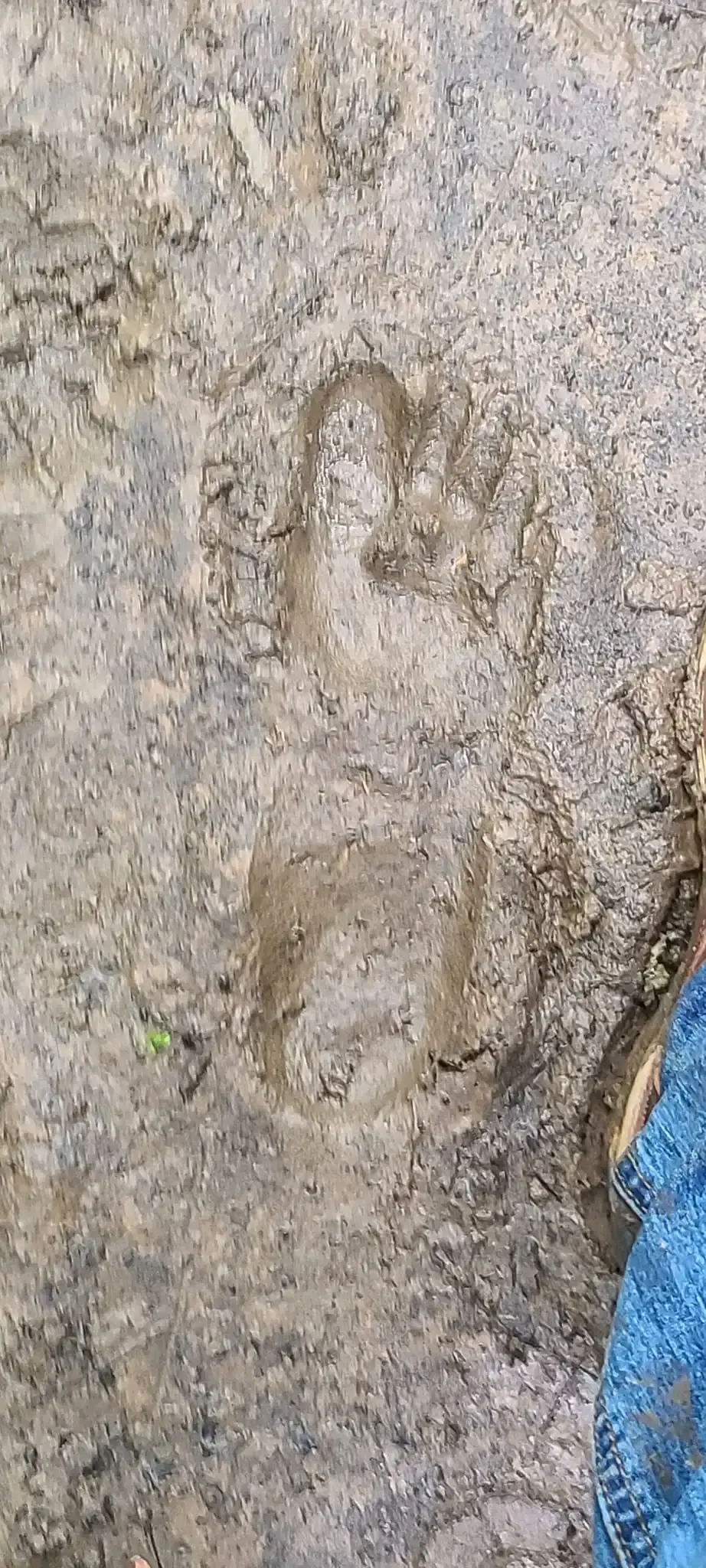Bigfoot Bigfoot