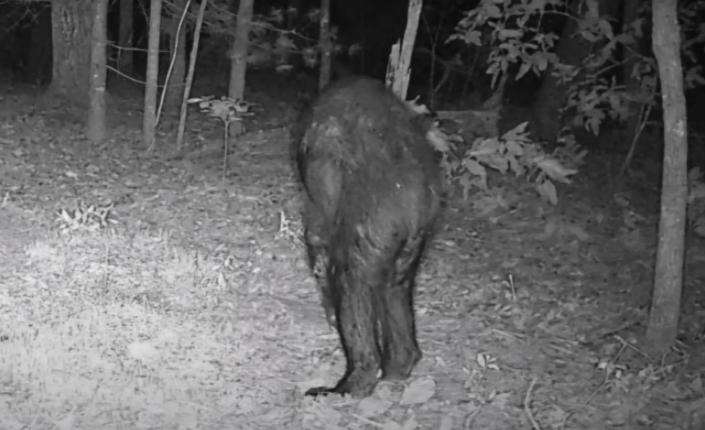 Bigfoot Bigfoot