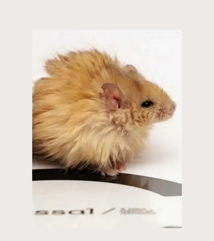 Biologie : les scientifiques qui veulent faire revivre le mammouth laineux dès 2028 ont créé des souris laineuses