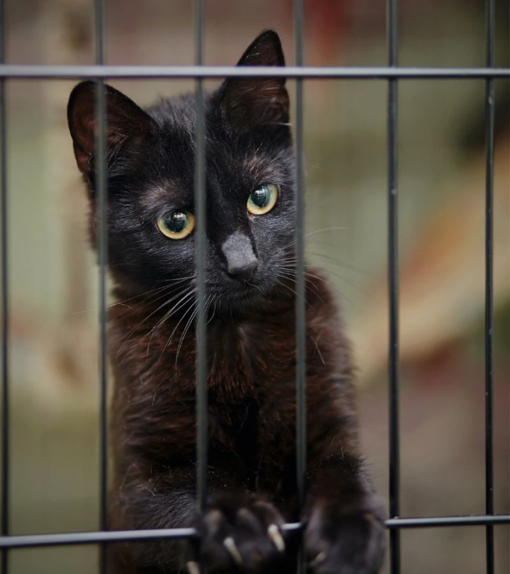 Miracle : une chatte survit à une chute de 115 mètres fatale à ses propriétaires